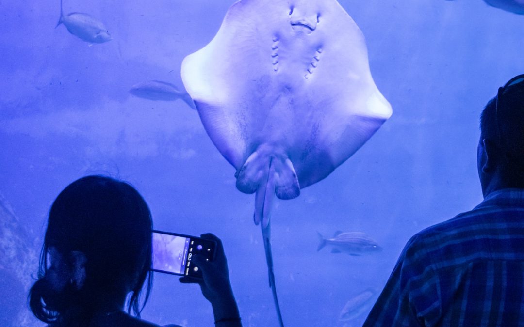 Récord de visitantes en Aquarium del Puerto de Veracruz durante Semana Santa