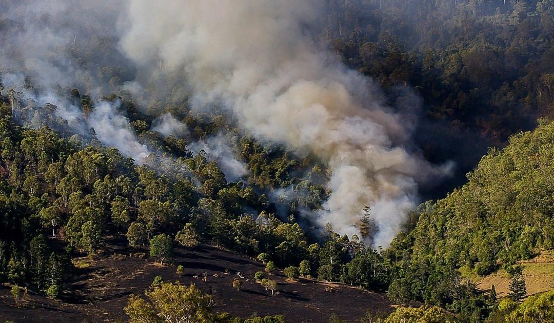 Atiende Veracruz tres incendios forestales activos, van alrededor de 477 hectáreas afectadas