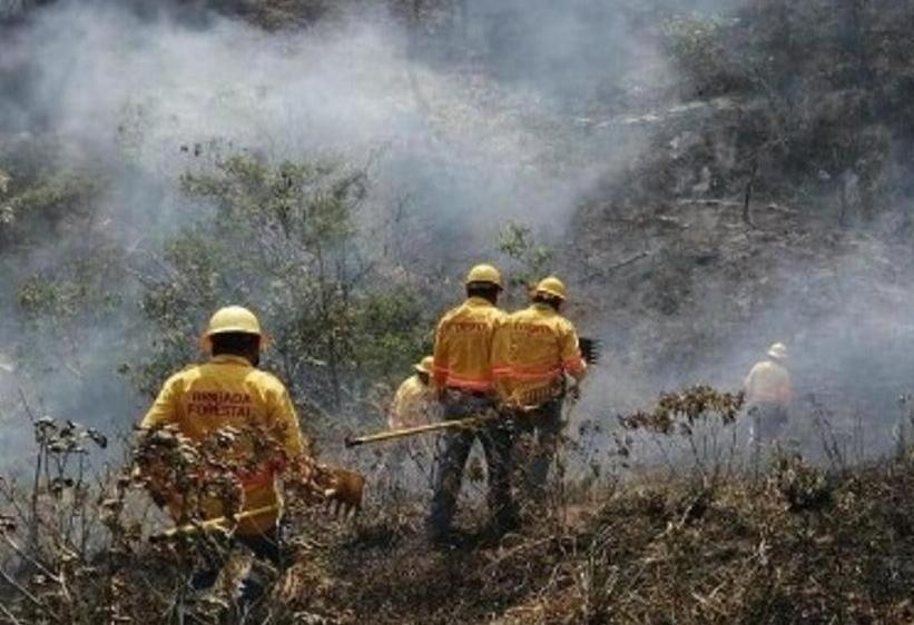 Veracruz suma 22 incendios forestales, se ubica en lugar diez en todo el país