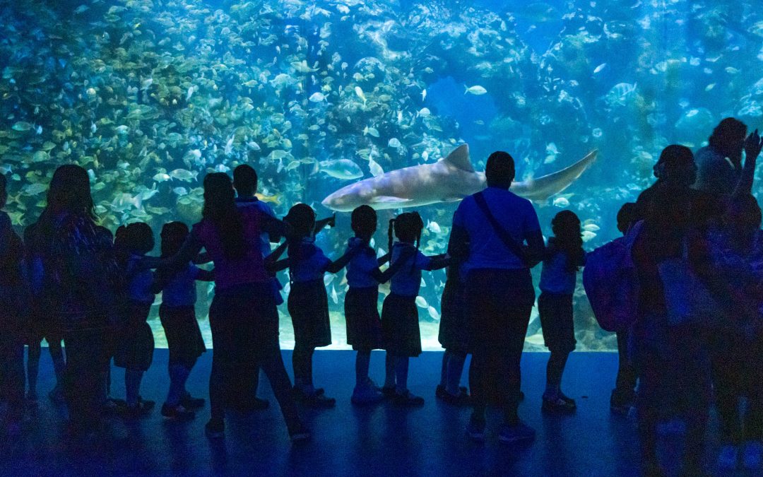 Disfrutan miles del Martes Gratis en Aquarium del Puerto de Veracruz