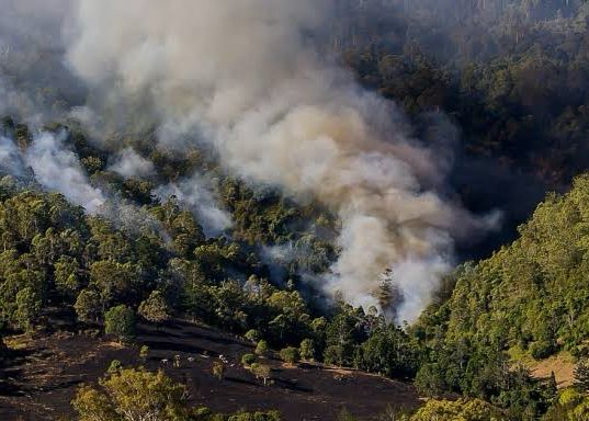 Atiende Estado tres incendios forestales, liquidaron 7 en la entidad
