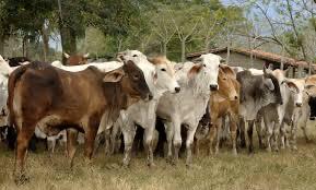 Para proteger ato ganadero veracruzano, realizan campaña zoosanitaria