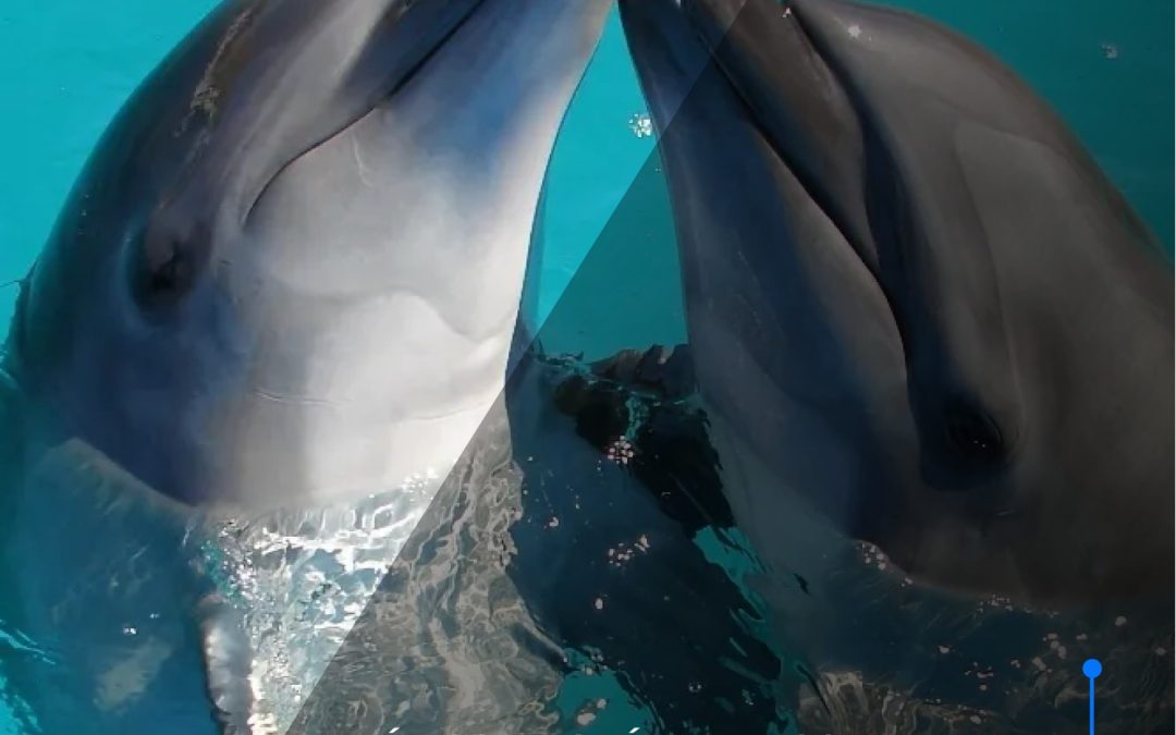 Fin de los shows con delfines: aprueban reforma histórica en México