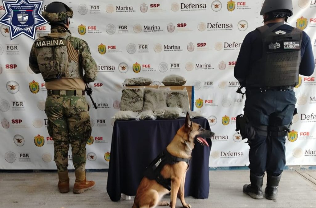 Coordinación efectiva en operativos; 13 detenidos y diversos aseguramientos