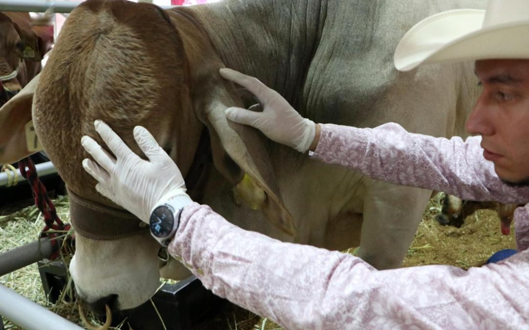 Aplica México protocolos ante caso de Gusano Barrenador, ‘exagerado’ cerrar importaciones señala Sheinbaum