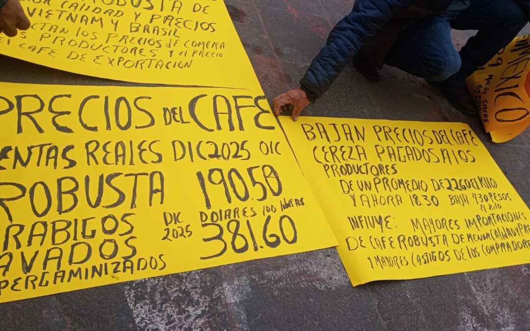 Crisis cafetalera: importaciones de Robusta ponen en riesgo la producción nacional