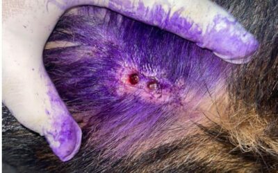 Ante presuntos casos de GBG en perros callejeros, Ganadería del Estado analizará la situación